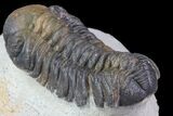 Bargain, Austerops Trilobite - Nice Eye Facets #76976-4